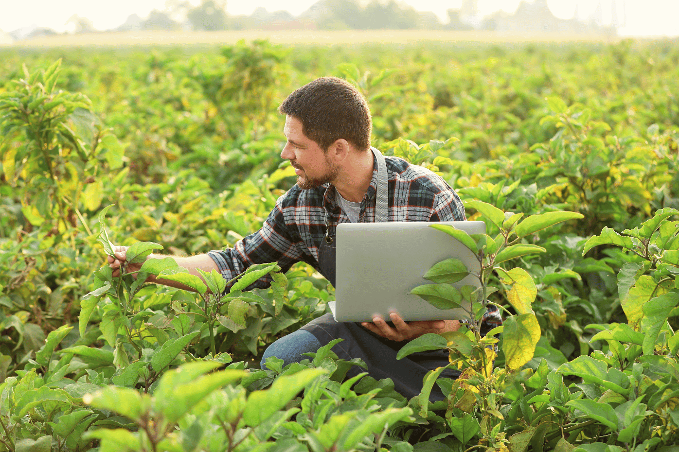 Agricultor en un campo de cultivo con un ordenador portátil.