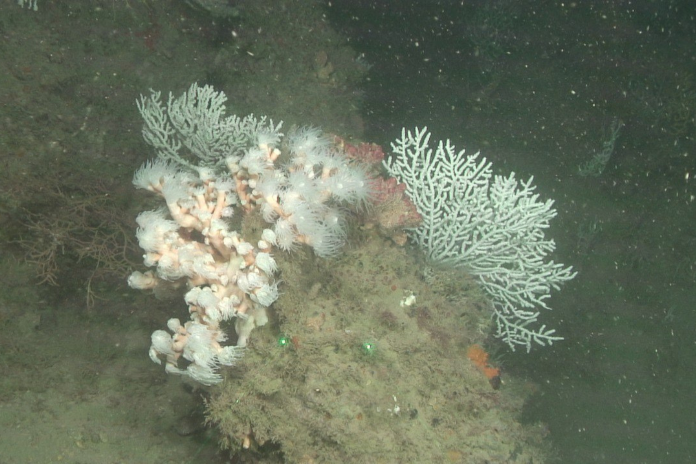 fondo marino de Chafarinas