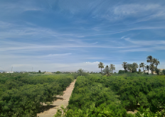 Un cultivo de regadío