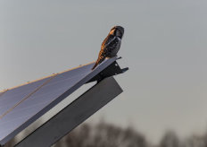 un búho sobre un panel solar