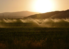 Un cultivo de regadío