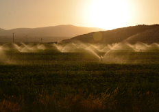Un cultivo de ragadío