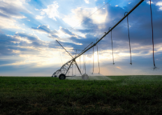 Un cultivo de regadío