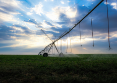 un cultivo de regadío