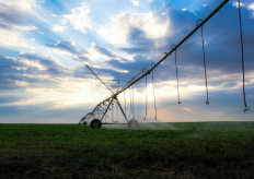 Un cultivo de regadío