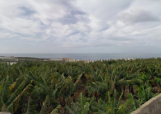 un regadío en tenerife