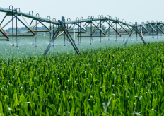 Un cultivo de regadío
