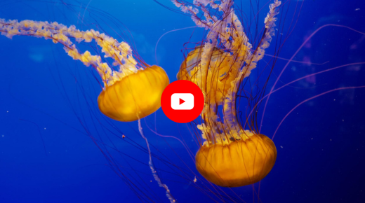 El vídeo: plan complementario de ciencias marinas