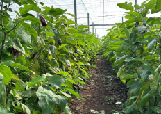 u cultivo en un invernadero