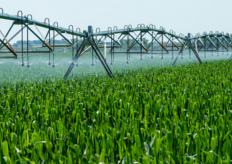 un cultivo de regadío