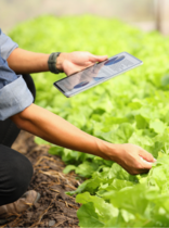 una personas con una tablet en un cultivo