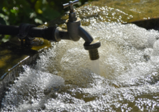 un grifo en una fuente 