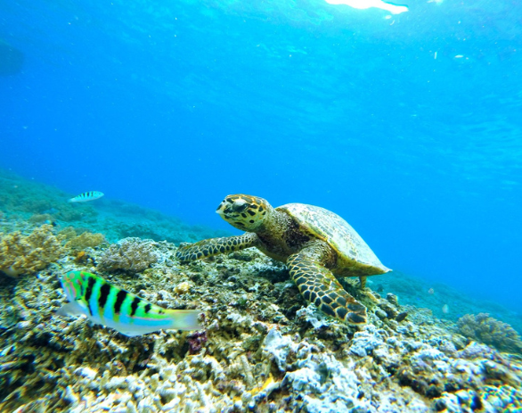 Una tortuga marina