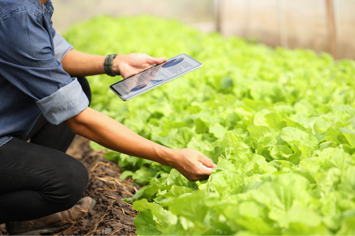 una persona consultando una tablet en un cultivo