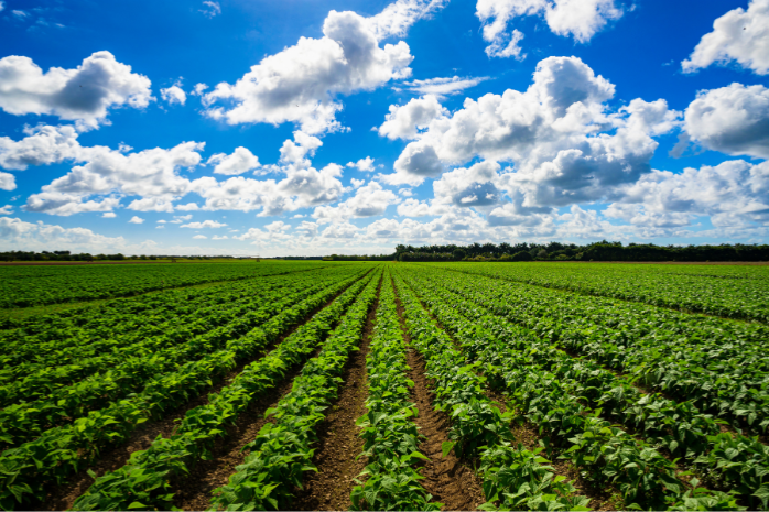 un campo de cultivo