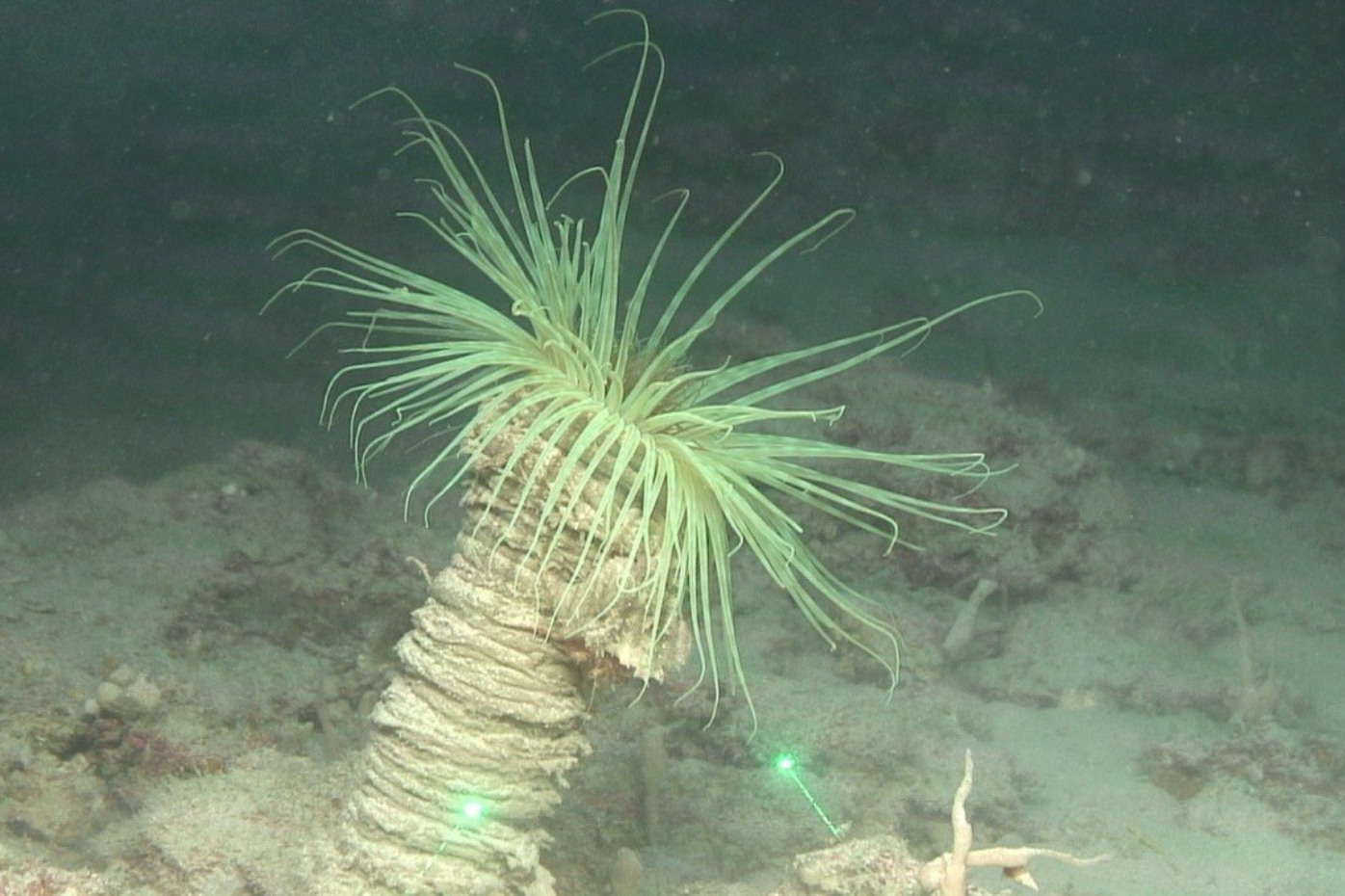 imagen del fondo marino