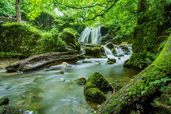 Un r&iacute;o en un bosque