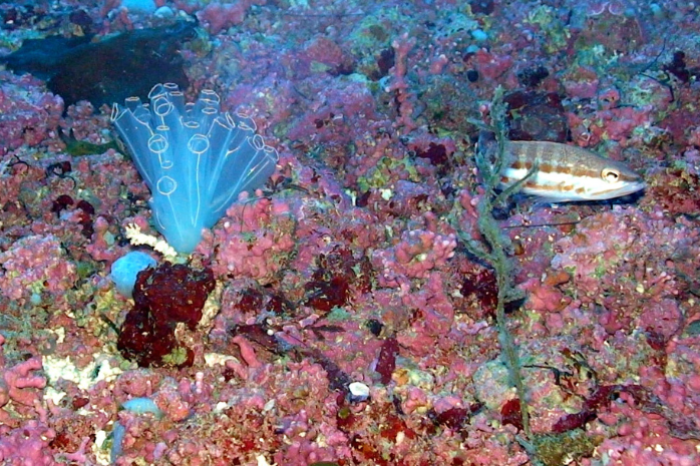 Especies protegidas y endémicas en el Mediterráneo.