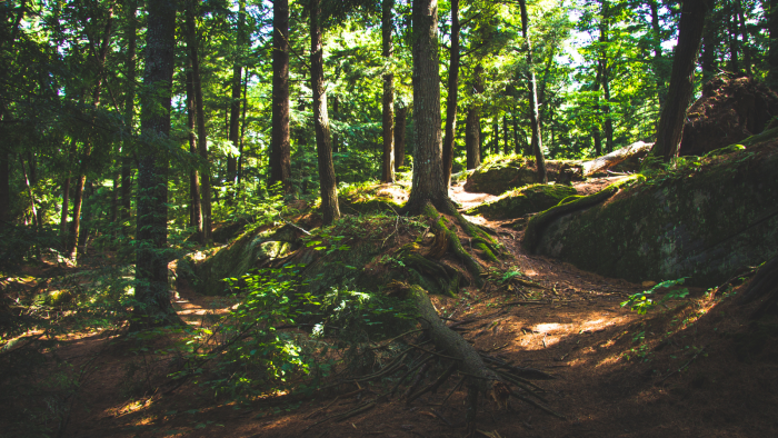 un bosque
